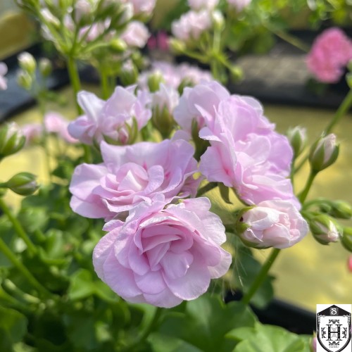 Pelargonium 'Jackie' - Pelargoon 'Jackie' P9/0,55L